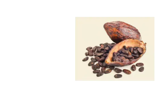 Dried Cocoa Beans | Nutella