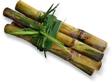 Cane Sugar farm | Nutella