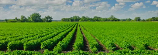 Ingredients Lecithin | Nutella