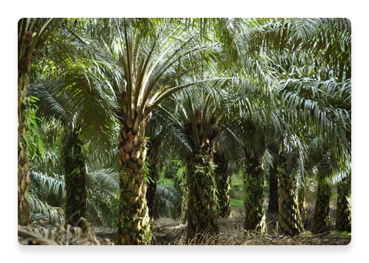Palm Oil Trees | Nutella